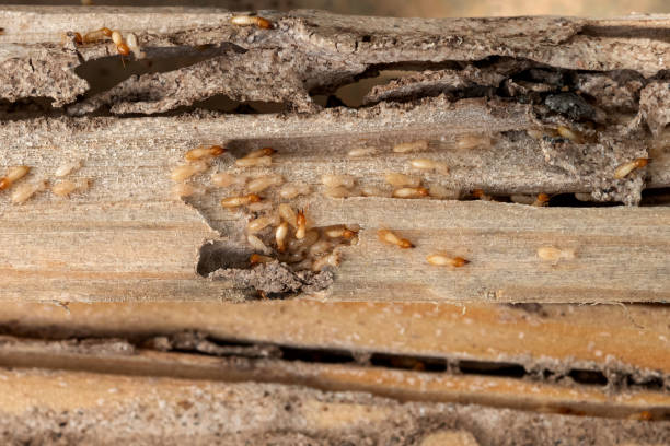 Best Mosquito Control Services  in Ke Arthur, LA